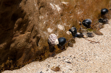 Candlagan Creek Australia, closeup of mollusks clinging to rocks on beach at low tide 