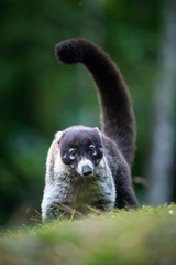 Fototapeta premium The&nbsp;white-nosed coati,&nbsp;Nasua narica The mammal is standing in the rain forest America Costa Rica Wildlife scene from America nature. ..