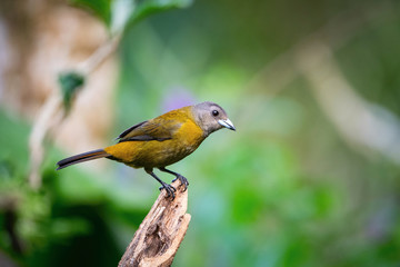 The Scarlet-rumped tanager, Ramphocelus passerinii The bird is perched on the branch at the beautiful flower in the rain forest America Costa Rica Wildlife nature scene. green background..