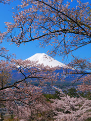 Cherry blossoms and Mt.Fuji from Fujimi Kotoku Park in Fujiyoshida City Yamanashi Japan 04/19/2020