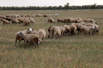 Naklejka na ściany i meble Flock of sheep grazes in nature. Countryside, agriculture. Natural rustic background. Pet walk. Selective focus. Beautiful animals grazing on pasture in countryside
