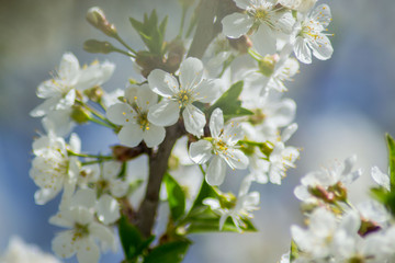 Obraz na płótnie Canvas Sour cherry tree blossom, white tender flowers in spring on blue sky, selective focus, seasonal nature flora