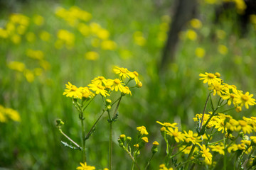 Field of beautiful Dahlberg daisy, meadow with wild flowers and green grass. Yellow blurred bokeh background, seasonal flora