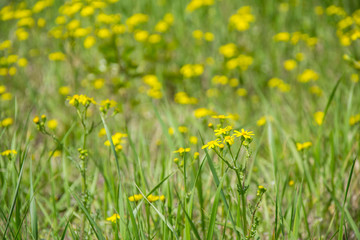 Field of beautiful Dahlberg daisy, meadow with wild flowers and green grass. Yellow blurred bokeh background, seasonal flora