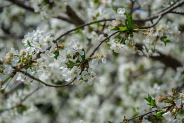 Sour cherry tree blossom, white tender flowers in spring on blue sky, selective focus, seasonal nature flora