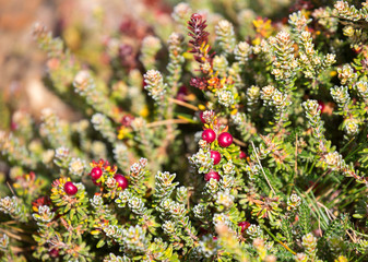 Port Stanley. Falkland islands. Mountain berry. ( Diddle Dee).
 These berry plants are common in...
