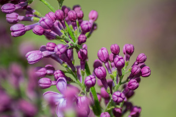 Close-up of purple lilac flower buds in bloom, blossoms in spring season, macro nature outdoors, seasonal, green background