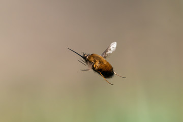 A bee fly in flight on a sunny day in spring
