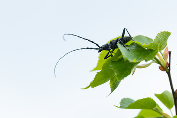 A capricorn beetle sitting on a lime tree