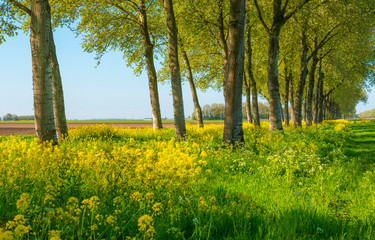 Trees in a green field with grass and yellow wildflowers in sunlight in spring