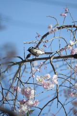 四十雀としだれ桜