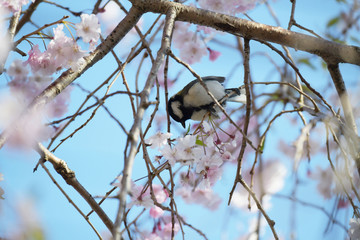 四十雀としだれ桜