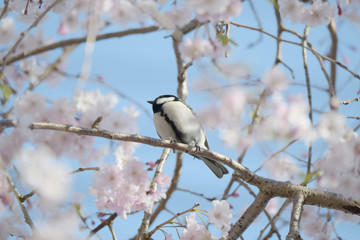 四十雀としだれ桜