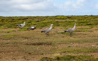 Fototapeta na wymiar Port Stanley. Falkland islands. Magellan goose, pair. In males, the plumage on the head, chest and belly is white, the rest of the body is gray with thin transverse black stripes. 