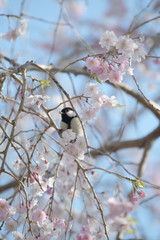 四十雀としだれ桜
