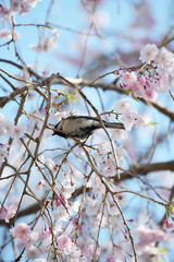 四十雀としだれ桜