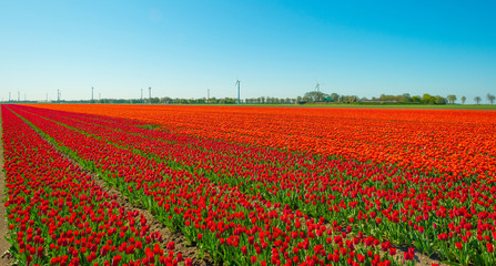 Tulips in an agricultural field below a blue sky in sunlight in spring, 