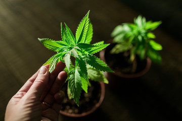Pflege der Cannabis Pflanze Kontrolle auf Schädlinge