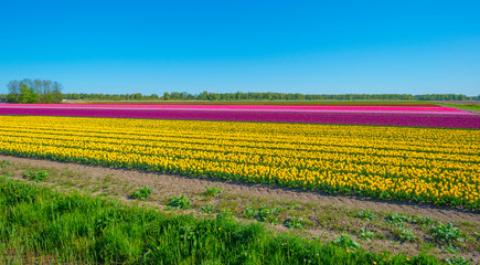 Tulips in an agricultural field below a blue sky in sunlight in spring, 