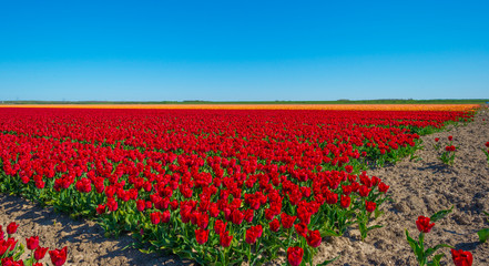 Tulips in an agricultural field below a blue sky in sunlight in spring, 