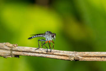 Fly on leaf