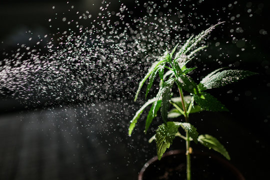 Schädlingsbekämpfung an einer jungen Cannabis Pflanze mit einer Sprühflasche