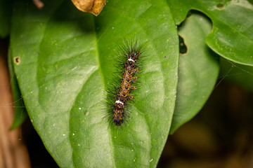 caterpillar on leaf