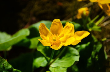 Caltha palustris or kingcup yellow flower, perennial herbaceous plant of the buttercup family