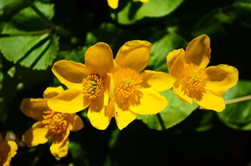 Caltha palustris or kingcup yellow flower, perennial herbaceous plant of the buttercup family