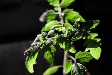 Gesunde junge Tomatenpflanze mit Tau auf den Trieben und Bl&auml;ttern