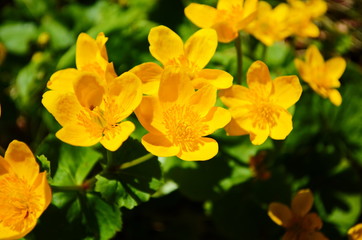 Fototapeta na wymiar Caltha palustris or kingcup yellow flower, perennial herbaceous plant of the buttercup family