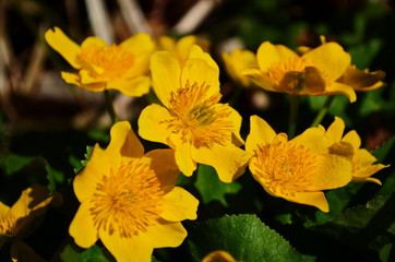 Caltha palustris or kingcup yellow flower, perennial herbaceous plant of the buttercup family