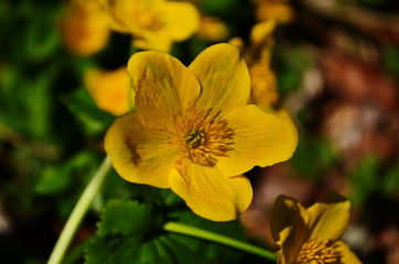 Caltha palustris or kingcup yellow flower, perennial herbaceous plant of the buttercup family