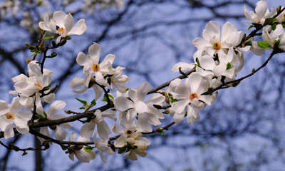 White Magnolia Flowers