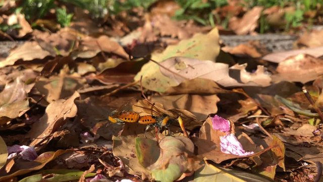 Mating wasps crawling through leaf litter.