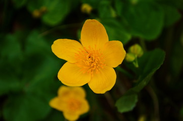 Caltha palustris or kingcup yellow flower, perennial herbaceous plant of the buttercup family