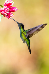 Blue hummingbird Violet Sabrewing flying next to beautiful red flower. Tinny bird fly in jungle. Wildlife in tropic Costa Rica. Two bird sucking nectar from bloom in the forest. Bird behaviour
