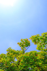 단풍나무와 빨간 열매