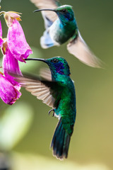 Blue hummingbird Violet Sabrewing flying next to beautiful red flower. Tinny bird fly in jungle. Wildlife in tropic Costa Rica. Two bird sucking nectar from bloom in the forest. Bird behaviour © vaclav