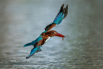 White-throated kingfisher © Teong