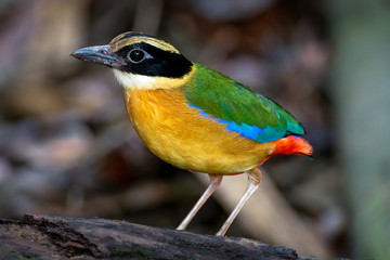 Blue-winged pitta
