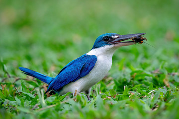 Collared kingfisher