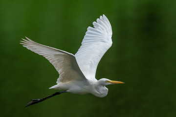 White heron