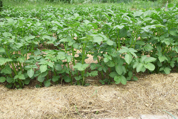 Fototapeta na wymiar Potatoes grow in the garden under mulch from dry grass in the open ground. Cultivation of vegetables organic farming for vegetarian food.