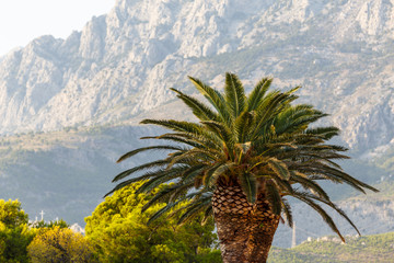 Fototapeta na wymiar Palm tree on the cost in Makarska town, Croatia