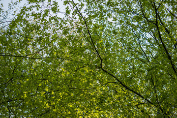 Obraz premium Lush green tree canopy. View from below