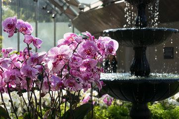 Purple orchids and fountain on the background