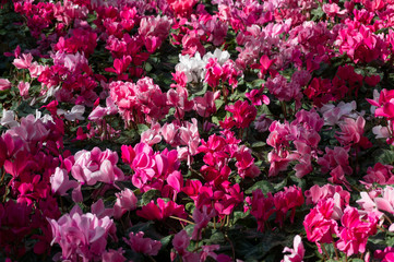 Bright red and pink Cyclamen flowers blooming in the garden