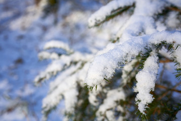 A closeup of fresh winter snow and ice on pine tree branches on a cold but bright day.