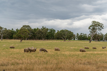 Flock of sheep grazing on countryside paddock